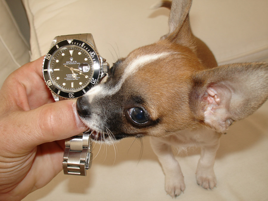 Lee Chapman says "My dog and my stolen Rolex Submariner watch U392752"